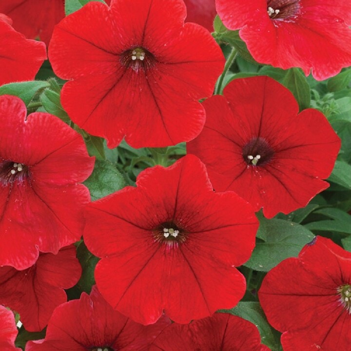 Bin#2R9D4 Petunia Seeds 100 Pelleted Trilogy Rouge Bulk F1 Variety