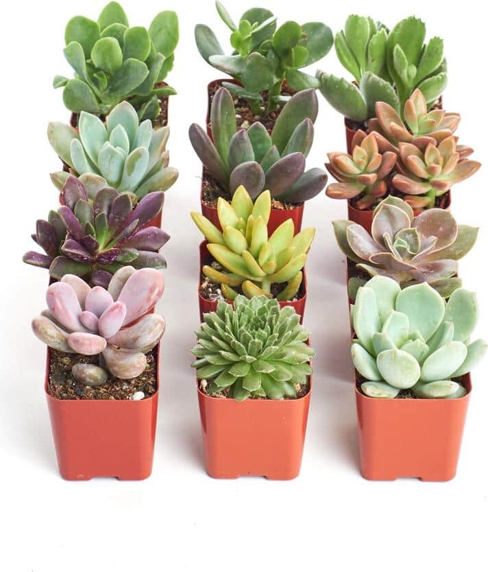 ShopSucculents 2 in. Unique Succulent (Collection of 12)