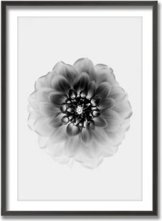Ready2hangart X-Ray by Alex Zhao - Picture Frame Print on Wood