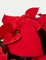 Thumbnail for your product : M's Large Poinsettia Planter