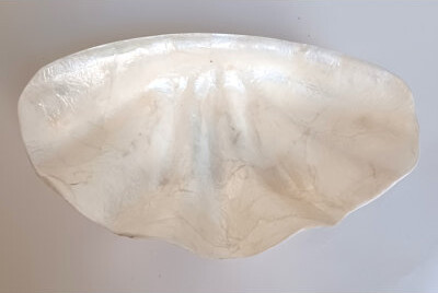 Beachcrest Home Capiz Shell Dish