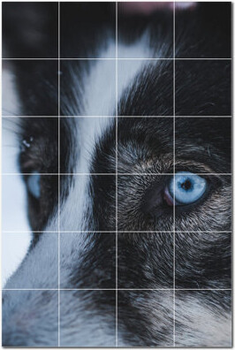 Picture-Tiles.com Wolf Photo 4.25'' x 4.25'' Satin Ceramic Decorative Mural