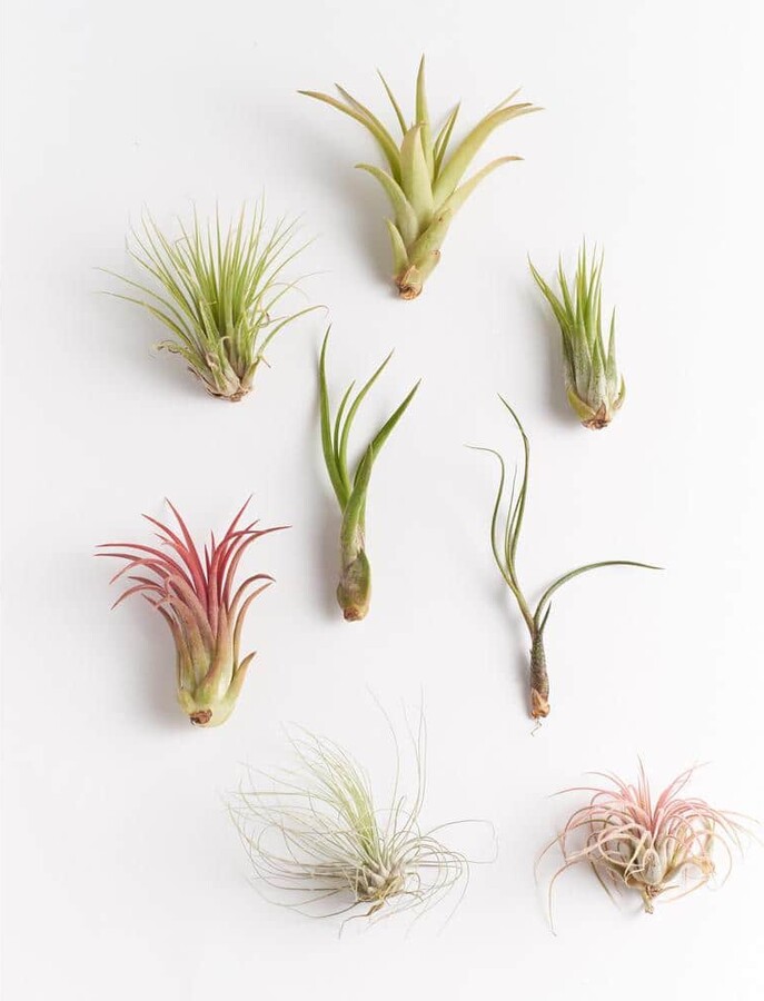 Assorted Air Plant (8-Pack)