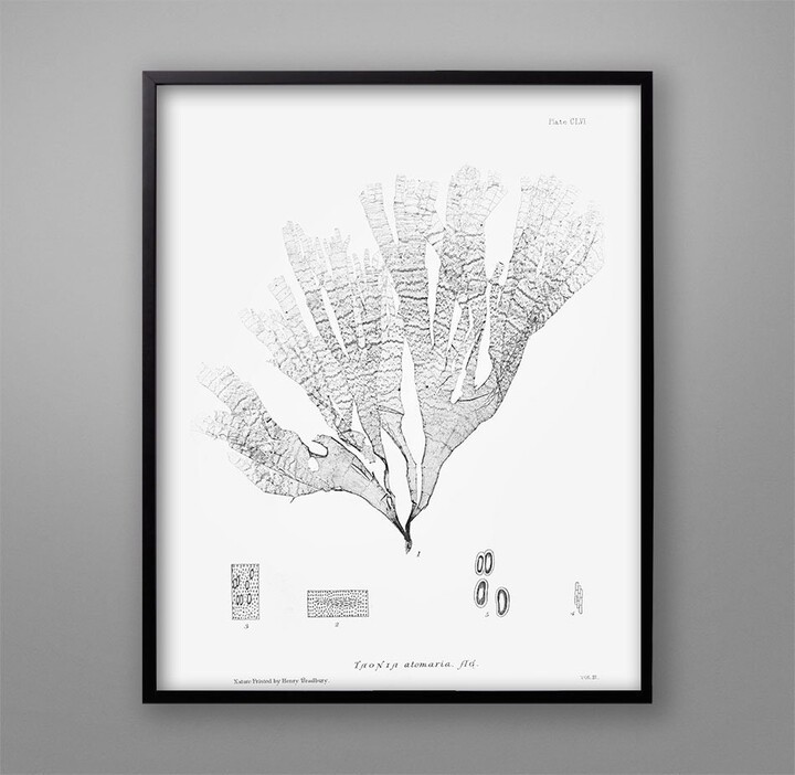 Botanical Seaweed Print 1859 Nautical Wall Art