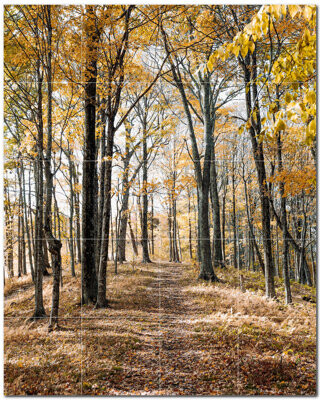 Picture-Tiles.com Trees Photo 6'' x 6'' Satin Ceramic Decorative Mural