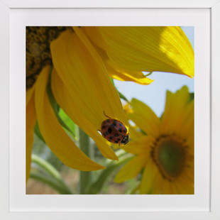 Minted Lady Bug on a Sunflower Petal Art Print