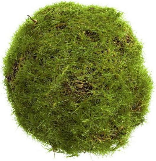 Allstate Floral 2.5" Moss Orb
