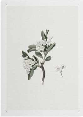 Darby Home Co Vintage Floral Print CLXXXV -Canvas Print Only - NOT FRAMED