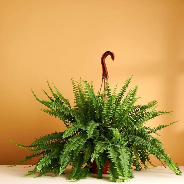 ShopSucculents Kimberly Queen Fern, Live Indoor Plant, Easy Care Air Purifying Hanging Houseplant in 6 in. Grower Pot