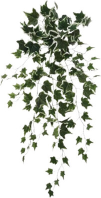 Larksilk 12pcs Hanging Variegated Ivy Bush 36" - 2025 Spring Collection