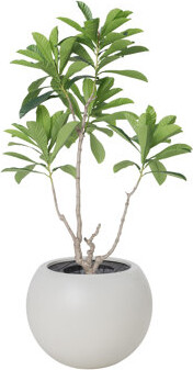 77.75'' Artificial Japanese Blueberry Tree In A White Fishbowl Planter Perfect For Indoor And Outdoor Use