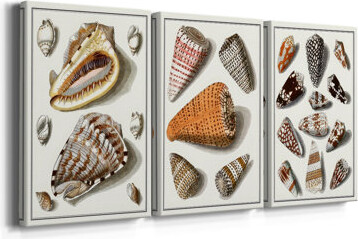Rosecliff Heights Collected Shells IV -Custom Wrapped Gallery Canvas - 3 Pieces