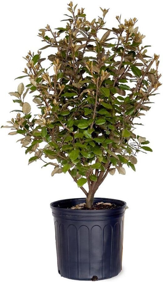 FLOWERWOOD 2.5 Gal. Elaeagnus x Ebbingei (Ebbings Silverberry; Oleaster) Live Evergreen Shrub for Hedges and Screens