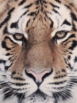 Thumbnail for your product : Tiger Printed Organic Cotton Sweatshirt