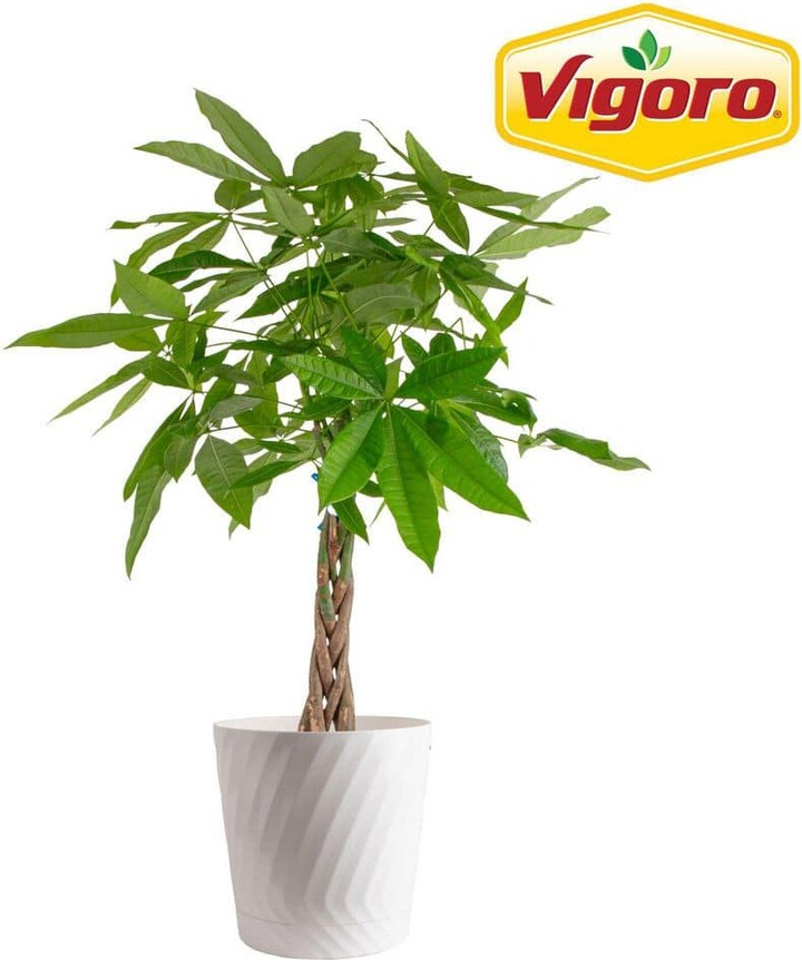 Vigoro Pachira Braid Indoor Money Tree Plant in 10 in. Decor Planter Avg. Shipping Height 3-4 ft. Tall