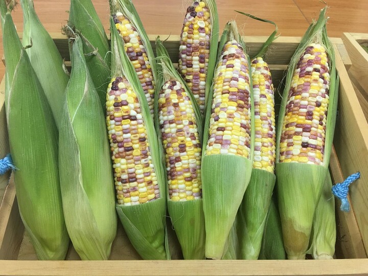 Thai Tien Muen Phuk Waxy Corn Seed | F1