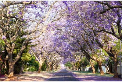 Jacaranda Tree-Lined Street In South Africa's Capital City by Andreveen