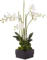 Thumbnail for your product : John-Richard Collection White Orchid in Black Planter Faux-Floral Arrangement