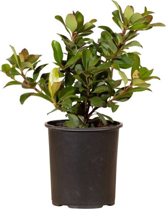 FLOWERWOOD 2.5 Qt. Snow White Indian Hawthorn, Live Evergreen Shrub, White Blooms