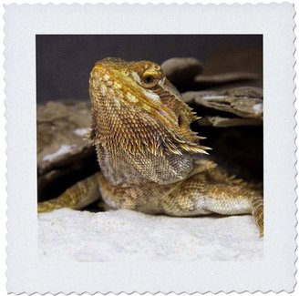 3dRose qs_83713_3 Bearded Dragon Lizard-Na02 Dfr0024-David R. Frazier-Quilt Square