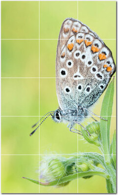 Picture-Tiles.com 12'' x 12'' Satin Ceramic Decorative Mural