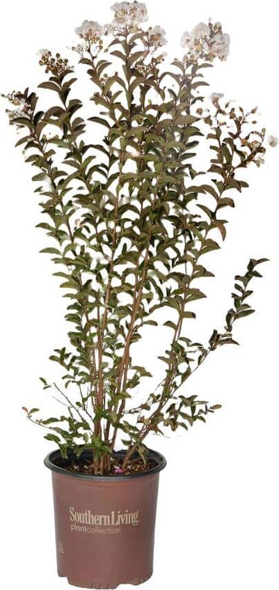 SOUTHERN LIVING 2 Gal. Delta Moonlight Crape Myrtle, Live Deciduous Shrub/Tree, Burgundy Foliage , White Blooming