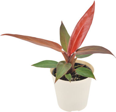 Arcadia Garden Products 4" Philodendron Sun Red