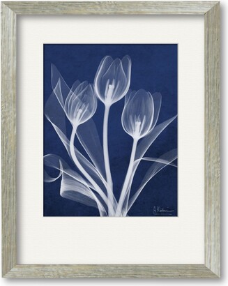 Courtside Market Tulip Blueprint X-Ray 16" x 20" Framed and Matted Art