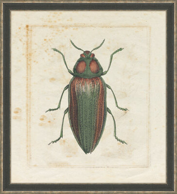 Melissa Van Hise 'Insect IV' Framed Graphic Art Print