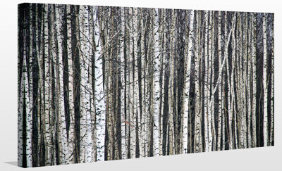 Picture Perfect International 'Birching Around' Graphic Art on Wrapped Canvas