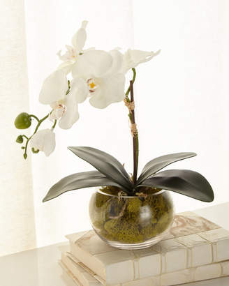 John-Richard Collection Petite Orchid Phalaenopsis