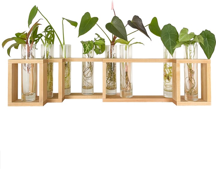 MODERN BOTANICAL Maple Coconino Plant Wall Vase Set + Nutrients