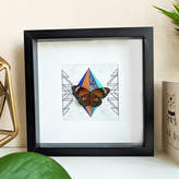 Thumbnail for your product : Mariposa London Framed Common Tiger Butterfly On Collage