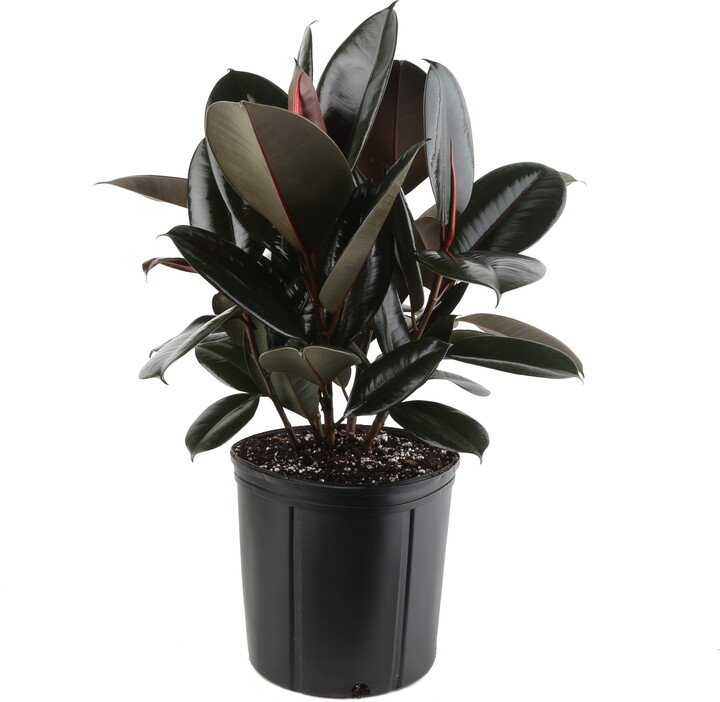 Costa Farms 22" Ficus Burgundy Rubber Live House Plants in 10" Grower Pot