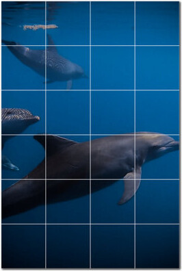 Picture-Tiles.com Dolphin Photo 6'' x 6'' Satin Ceramic Decorative Mural