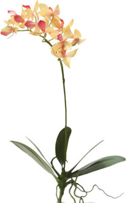 Distinctive Designs 14.5" Mini Phalaenopsis Plant