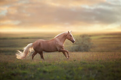Union Rustic Palomino Horse at Sunset - Wrapped Canvas Photograph