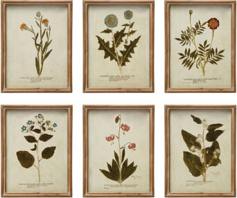 Red Barrel Studio Wood Framed Portraits of Botanical Prints