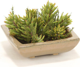Distinctive Designs Succulent Garden Desk Top Plant in Pot