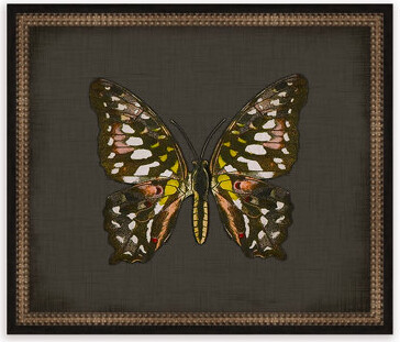 Melissa Van Hise Butterflies on Black VIII Framed Graphic Art