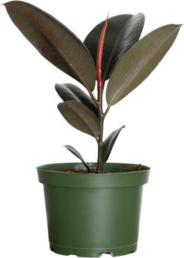 United Nursery Ficus Burgandy Plant Live Indoor Houseplant In 6 Inch Grower Pot