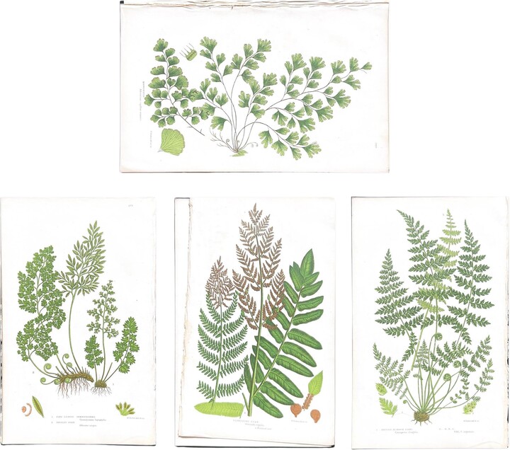 1stDibs Set Of Four Antique Botanical Fern Prints By Anne Pratt, Hand-colored, 1855