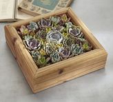 Thumbnail for your product : Pottery Barn Live Succulent Garden
