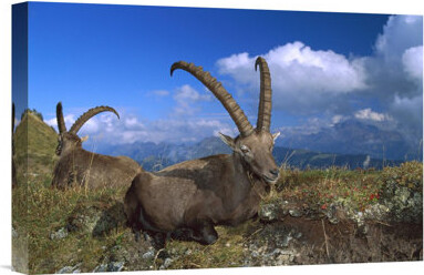 East Urban Home Alpine Ibex Males - Photograph Print on Canvas