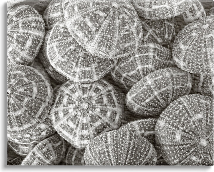 Stupell Industries Pewter Sea Urchins Photography Animals & Insects Photography Gallery Wrapped Canvas Print Wall Art, 40 x 30