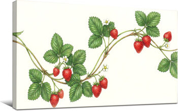 Red Barrel Studio Plants &Flowers Strawberry Vine With Leaves And Berries
