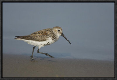 East Urban Home 'Dunlin Walking Along Shoreline' Framed Photographic Print on Canvas