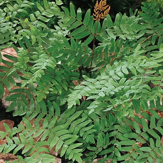 Etsy 40 Royal Fern Bulbs(Osmunda Regalis