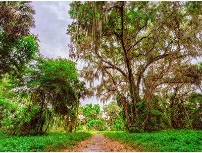 Made & Curated Green Forest at Newnans Lake State Forest in Gainesville Florida by Brian Mc Clean - Picture Frame Photograph