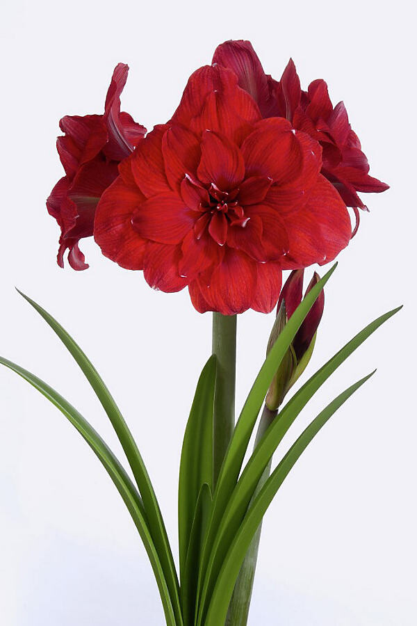 Amaryllis ‘Double Dragon’ Bulb at Terrain
